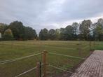Paardenstal te huur, Dieren en Toebehoren, Paarden