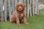 Chiots Labradoodle Abricot Medium avec pedigree, Autres races, Plusieurs, Parvovirose, Belgique