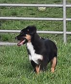 Mini american shepherd teefje, Dieren en Toebehoren, Honden | Herdershonden en Veedrijvers, België, Fokker | Hobbymatig, 15 weken tot 1 jaar