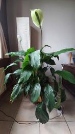 Spatyphillium, Huis en Inrichting, Ophalen