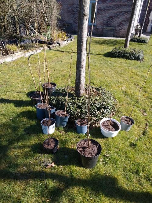 Kleine boom Koelreuteria Paniculata bloeit lang in juli, Tuin en Terras, Planten | Bomen, Ophalen