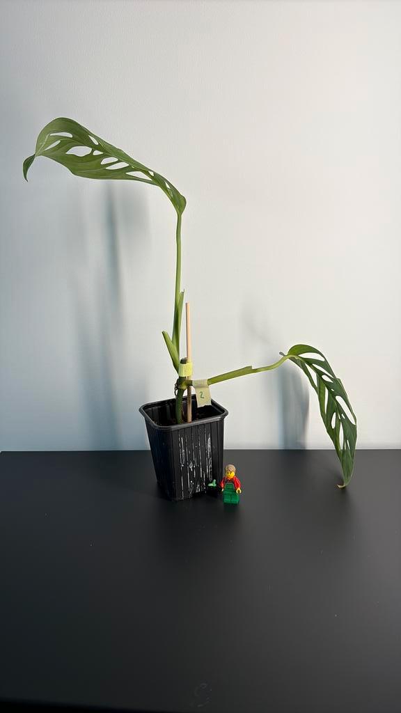 Monstera esqueleto (2), Huis en Inrichting, Kamerplanten, Overige soorten, Minder dan 100 cm, Groene kamerplant, Halfschaduw, In pot