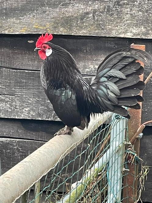 Hollandse krielen, Dieren en Toebehoren, Pluimvee