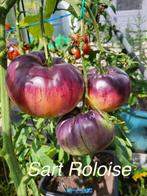 1Grote sortering zaden van bijzondere tomaten, Tuin en Terras, Verzenden, Voorjaar, Volle zon, Zaad