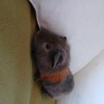 Cavia, Dieren en Toebehoren, Knaagdieren, Mannelijk, Cavia