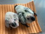 ️ ❤️ Baby jendaya van 3,5 weken oud, Dieren en Toebehoren, Vogels | Parkieten en Papegaaien, Geslacht onbekend, Parkiet, Geringd