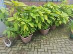 Brugmansia (Datura), Tuin en Terras, Planten | Tuinplanten, Ophalen of Verzenden