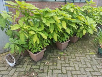 Brugmansia (Datura) beschikbaar voor biedingen