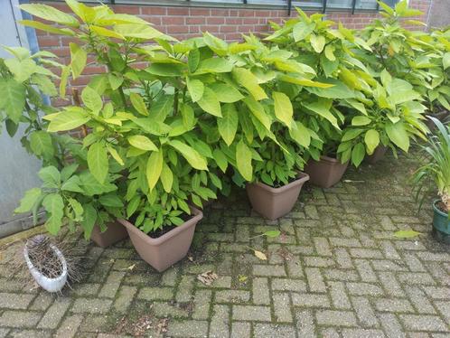 Brugmansia (Datura), Tuin en Terras, Planten | Tuinplanten, Ophalen of Verzenden