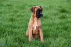 Boxer pups te koop, Dieren en Toebehoren, Honden | Bulldogs, Pinschers en Molossers, CDV (hondenziekte), Meerdere, 8 tot 15 weken
