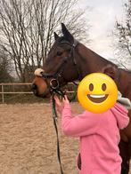 Gentil hongre a vendre, Dieren en Toebehoren, Paarden, Met stamboom, Ruin, Dressuurpaard, 3 tot 6 jaar