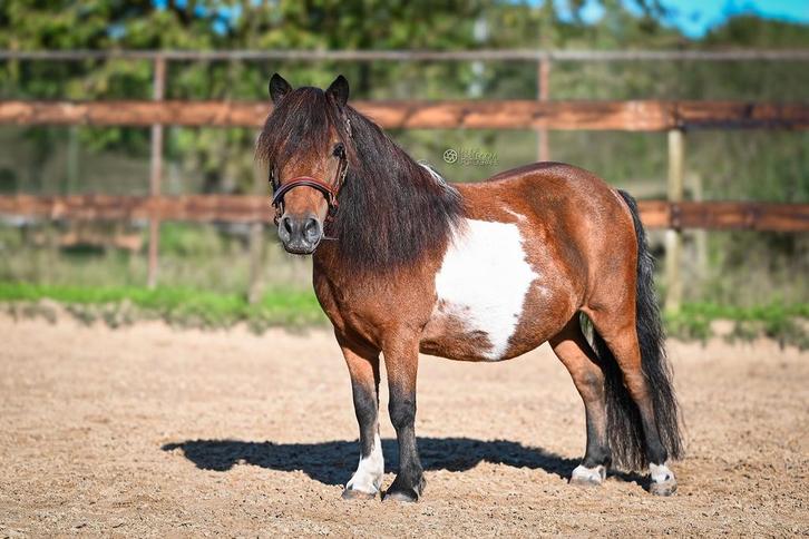 Shetlander merrie, Dieren en Toebehoren, Pony's, Merrie, Met stamboom, Gechipt, Ontwormd, Ingeënt