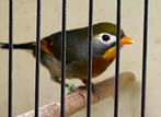 2024 Japanse nachtegaal (koppel), Meerdere dieren, Wildzangvogel, Geringd