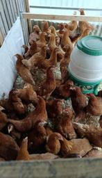 Legkippen !GRATIS OP TE HALEN!, Dieren en Toebehoren, Pluimvee