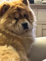 Chow Chow dekreu, Animaux & Accessoires, Chiens | Huskys, Loulous & Types primitifs, Parvovirose, Un chien, Belgique, Éleveur | Loisir