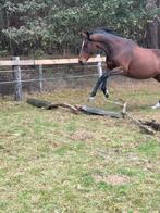 Verzorgers gevraagd / gezocht, Dieren en Toebehoren