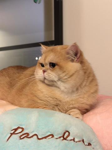 Britse korthaar golden dekkater ( niet te koop ) beschikbaar voor biedingen