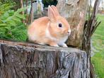 Kleurdwerg konijntjes, Klein, Meerdere dieren, 0 tot 2 jaar