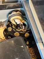 2 boa’s, Dieren en Toebehoren