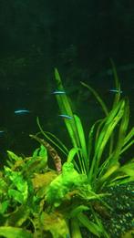 12 kardinaal Tetras, Dieren en Toebehoren, Vissen | Aquariumvissen, Vis, Zoetwatervis