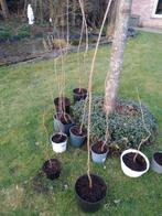 Boom klein droogteresistent alle grond 3,4 of 5 j te, Tuin en Terras, Planten | Bomen, Ophalen, In pot
