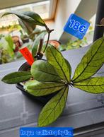 Hoya verschillende grote, Huis en Inrichting, Kamerplanten, Verzenden