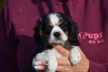 Cavalier king Charles spaniel pups geboren in Belgie