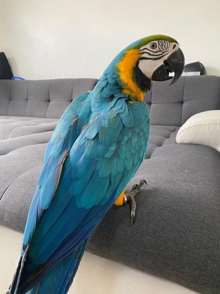 (NL) Super tamme blauwgele ara, Dieren en Toebehoren, Vogels | Parkieten en Papegaaien, Papegaai, Geslacht onbekend, Pratend, Tam