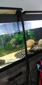 Recherche raie albinos, Poisson, Poisson d'eau douce