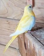 Poupée reproductrice éprouvée Turquoisine Doll '23.