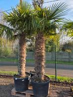 Palmboom Trachycarpus Fortunei - op voorraad, Enlèvement, Palmier