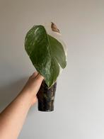 Monstera Deliciosa Albo Variegata #8, Ophalen of Verzenden