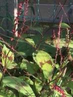 Persicaria virginiana 'Filiformis', vanaf 1 euro, Vaste plant, Halfschaduw, Herfst, Ophalen