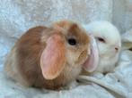 Prachtig mooi lief handtam koppeltje Minilop konijntjes, Dieren en Toebehoren, Konijnen, Meerdere dieren, Klein, Hangoor, 0 tot 2 jaar