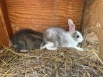 Baby konijntjes, zijn zelfstandig, kruising wild, Dieren en Toebehoren, Konijnen, Groot
