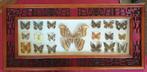 opgezette vlinders 18 soorten en 'atlas' vlinder middenin, Nieuw, Overige typen, Ophalen of Verzenden, Insect