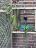 Pyrrhura picta , geschilderde parkiet, Dieren en Toebehoren, Vogels | Parkieten en Papegaaien, Meerdere dieren, Parkiet, Geringd