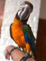 Catalina ara, Dieren en Toebehoren, Mannelijk, Papegaai, Geringd