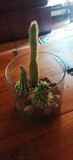 Vase en verre avec 3 cactus, Maison & Meubles, Plantes d'intérieur, Cactus, Enlèvement