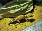 We zoeken een thuis, Overige soorten, Met terrarium, 7 tot 10 jaar