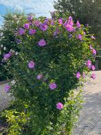 Hibiscus.Rose chinoise. Plante vivace résistante à l'hiver., Jardin & Terrasse, Plantes | Arbres, Enlèvement, Été, Ombre partielle