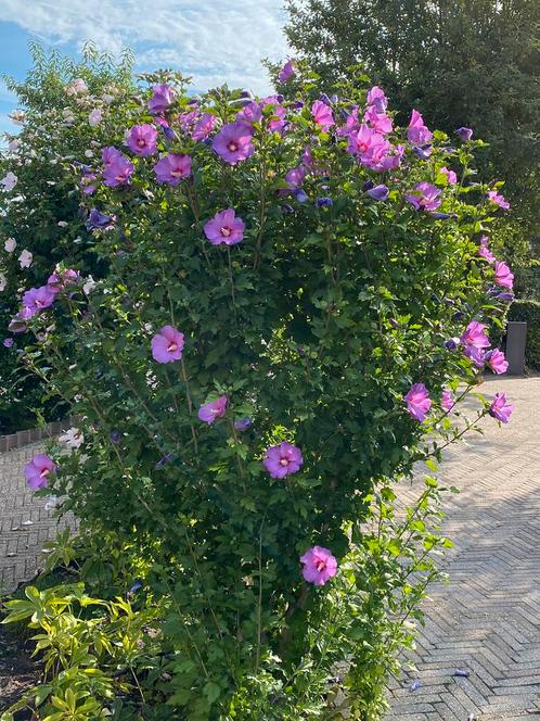 Hibiscus.Rose chinoise. Plante vivace résistante à l'hiver., Jardin & Terrasse, Plantes | Arbres, Autres espèces, 100 à 250 cm