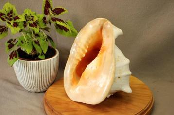 Schelp: Grote Cassis cornuta (Helmschelp) beschikbaar voor biedingen