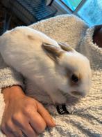 Dwergkonijntje, Dieren en Toebehoren, Konijnen, Mannelijk, Dwerg, 0 tot 2 jaar