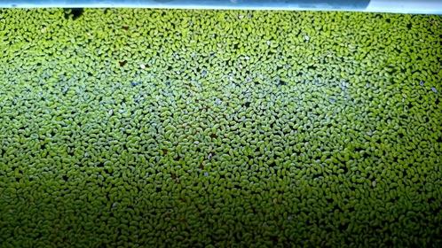 Lemna minor ofwel eendenkroos te koop, Dieren en Toebehoren, Vissen | Aquaria en Toebehoren, Plant(en), Steen of Hout, Ophalen