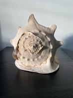Helmschelp Cassis cornuta 27 cm, Verzamelen, Mineralen en Fossielen, Schelp(en), Ophalen