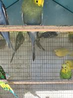 GROTE KEUZE AAN GRASPARKIETJES VANF 15 EURO/KOPPEL, Dieren en Toebehoren, Vogels | Parkieten en Papegaaien, Meerdere dieren, Parkiet