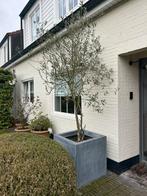 Olijfboom in zink bak, Tuin en Terras, Ophalen, Olijfboom
