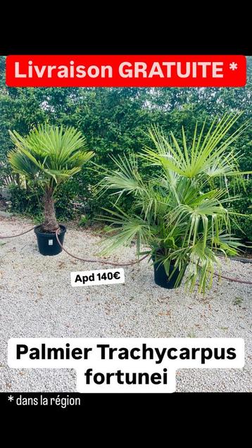 Palm trachycarpus fortunei uit leverbaar LEVERING 0€ beschikbaar voor biedingen