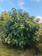 vijgenboom, Tuin en Terras, Ophalen, Vijgenboom